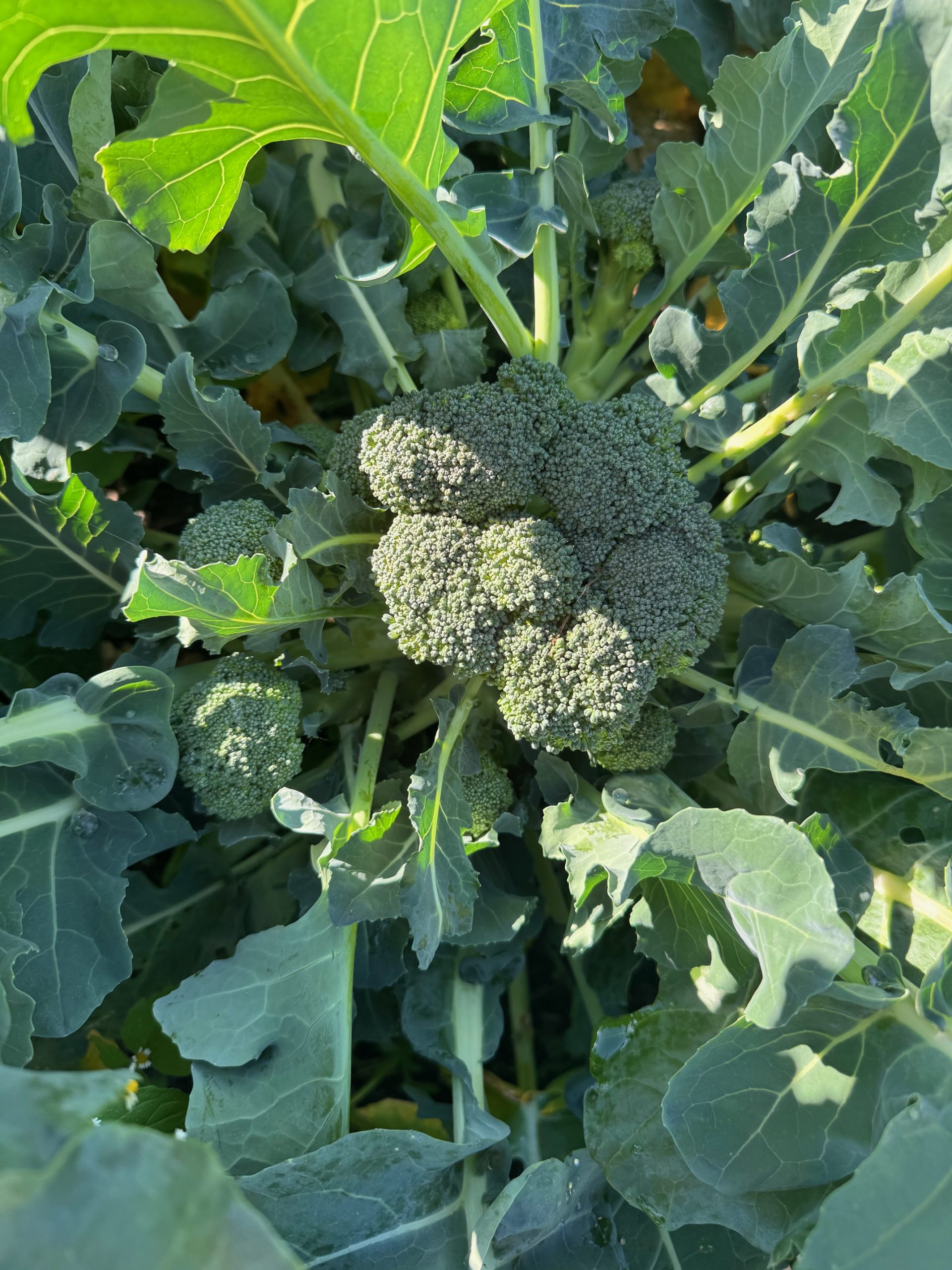 収穫した野菜がカフェで料理として提供される様子